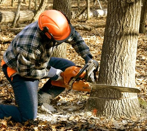 Tree Removal in Curran, MI
